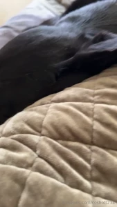 This is zayn he is my number one cuddler he only sleeps on the bed or