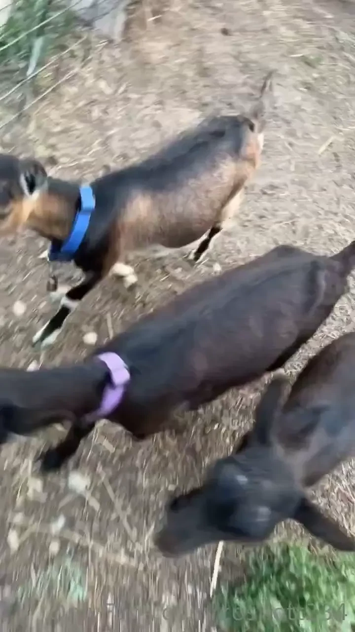 My girl goats are now obsessed with me spending plenty of time with 