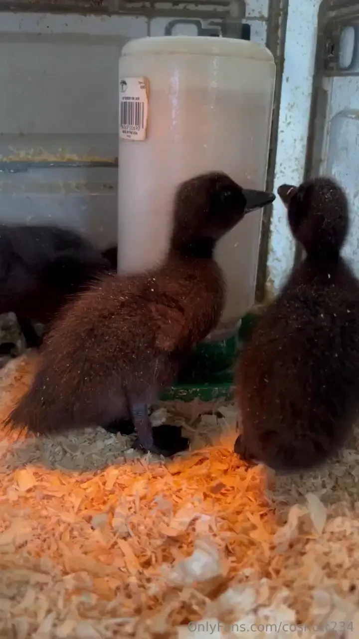 My ducks are growing so much their favorite thing to do right now is 