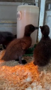 My ducks are growing so much their favorite thing to do right now is