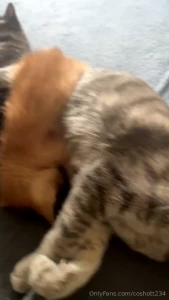 This is how i often find the cats with their kittens they have all