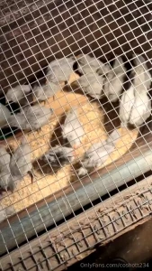 My chicks are getting bigger and bigger i love watching them grow they