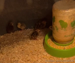 I ve had 10 quail hatch so far they are so cute and all seem to be