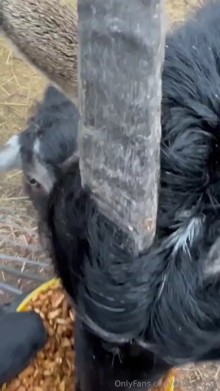 The boys love to bed fed they are still growing and still seem like it 