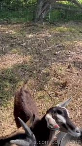My favorite part of my morning is feeding my boy goats they need an