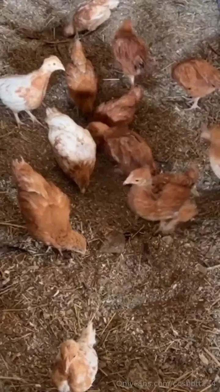 My chicks don t seem to be getting bullied at all they definitely seem 