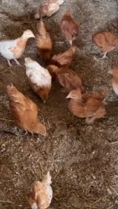 My chicks don t seem to be getting bullied at all they definitely seem