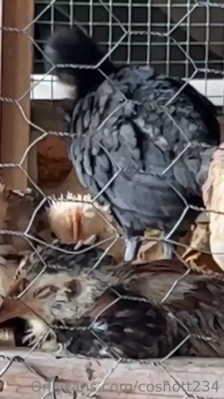 I think the girl goat chicken area has definitely gotten out of hand 