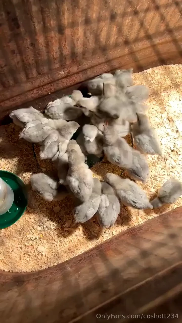 Lavender orpington chickens is a very good breed of chicken to have 