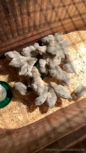 Lavender orpington chickens is a very good breed of chicken to have