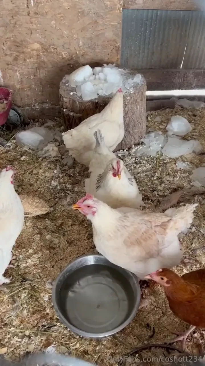 The chickens have been pretty good lately i m hoping with this warmer 