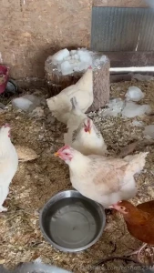 The chickens have been pretty good lately i m hoping with this warmer