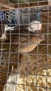 I lost one quail total during the super cold stretch the rest seem to