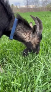 This is homer lately he s been the only goat escaping he loves the