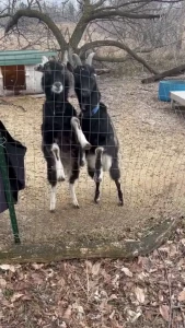 My goats are seriously getting bigger i didn t realize how much they