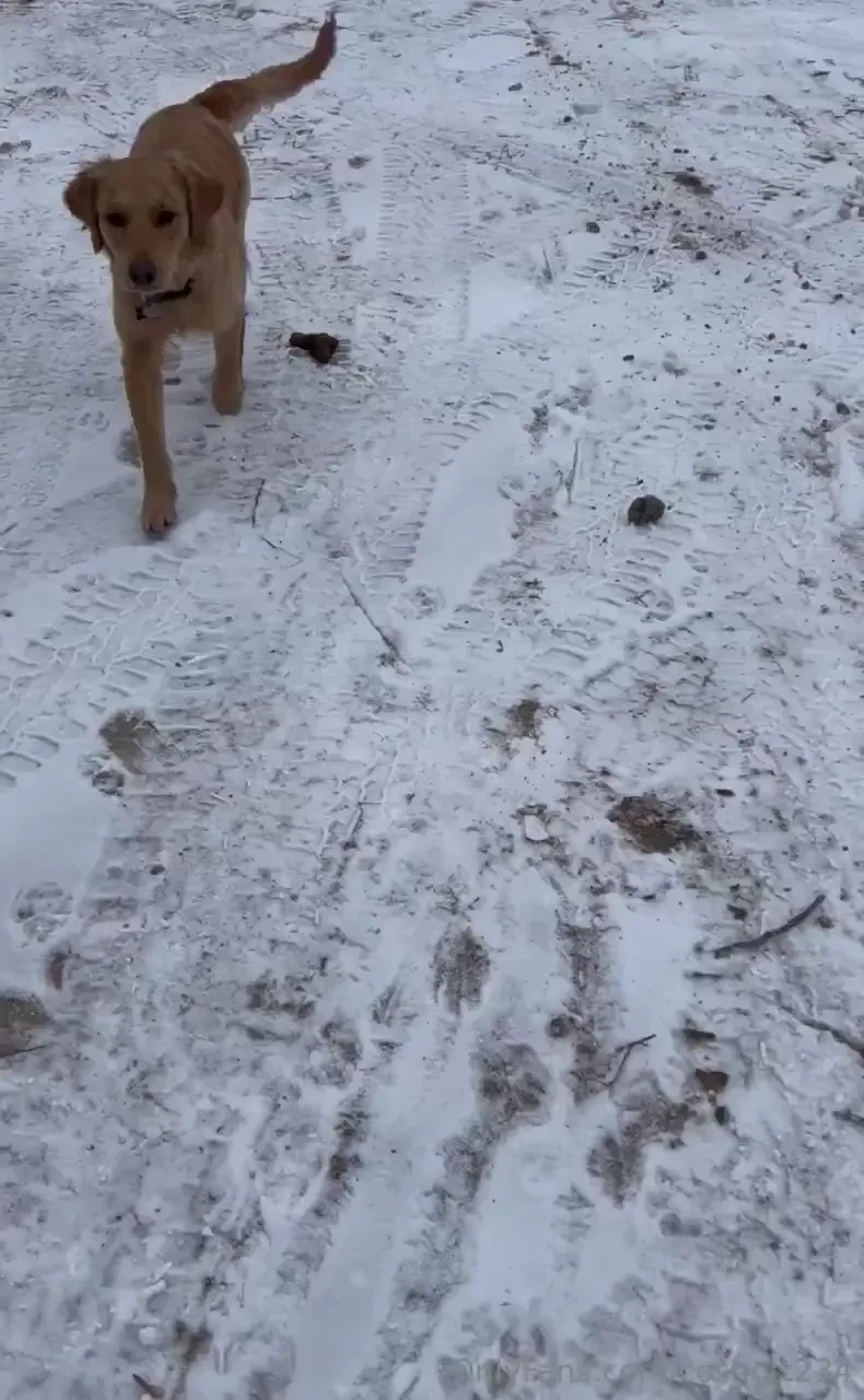 Rue loves to play in the snow she s such a good girl anytime she comes 
