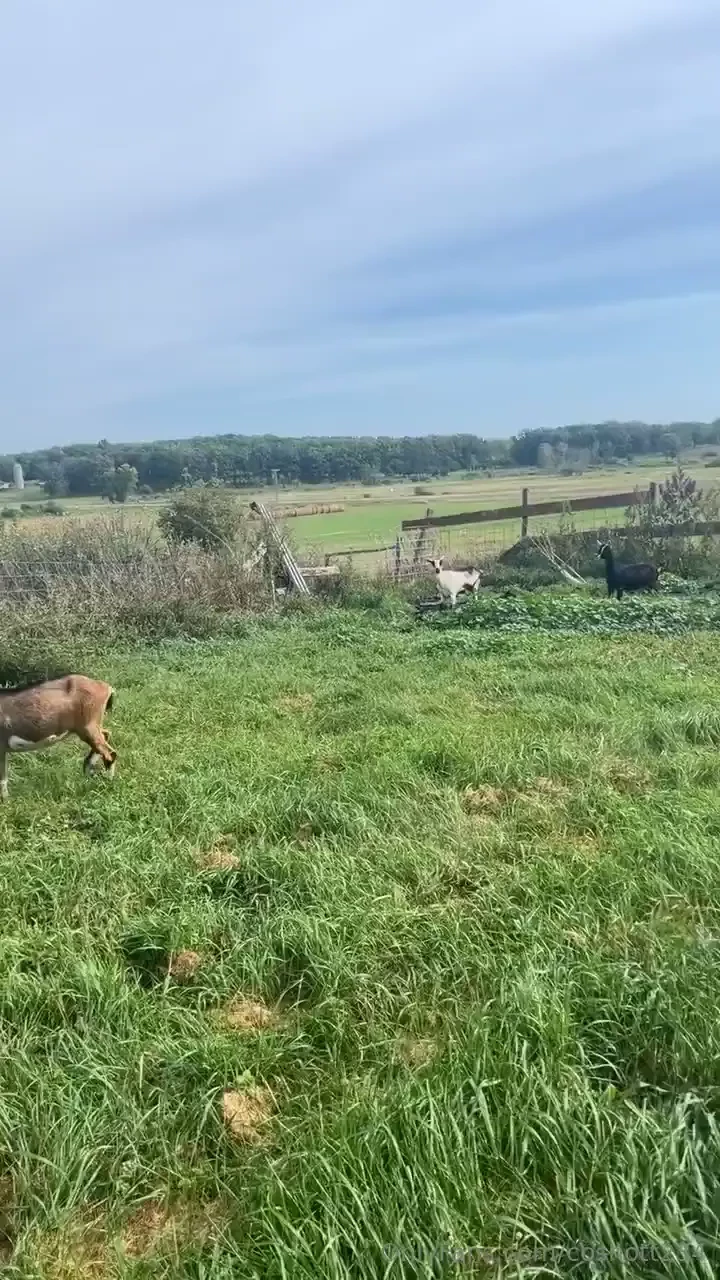 3 of my female goats keep getting out it s the exact same ones i never 