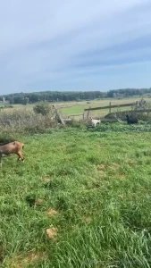 3 of my female goats keep getting out it s the exact same ones i never