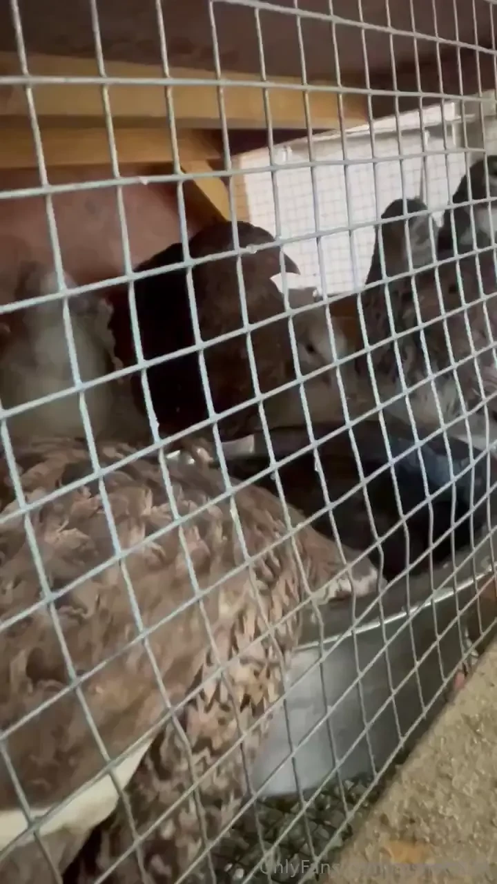 My quail are all doing super well they are laying a good amount of 