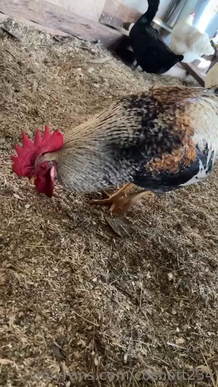 So this morning one of the baby chicks had gotten out i went to go 