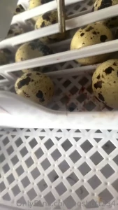 Quail have been hatching daily have 6 currently have a few more from