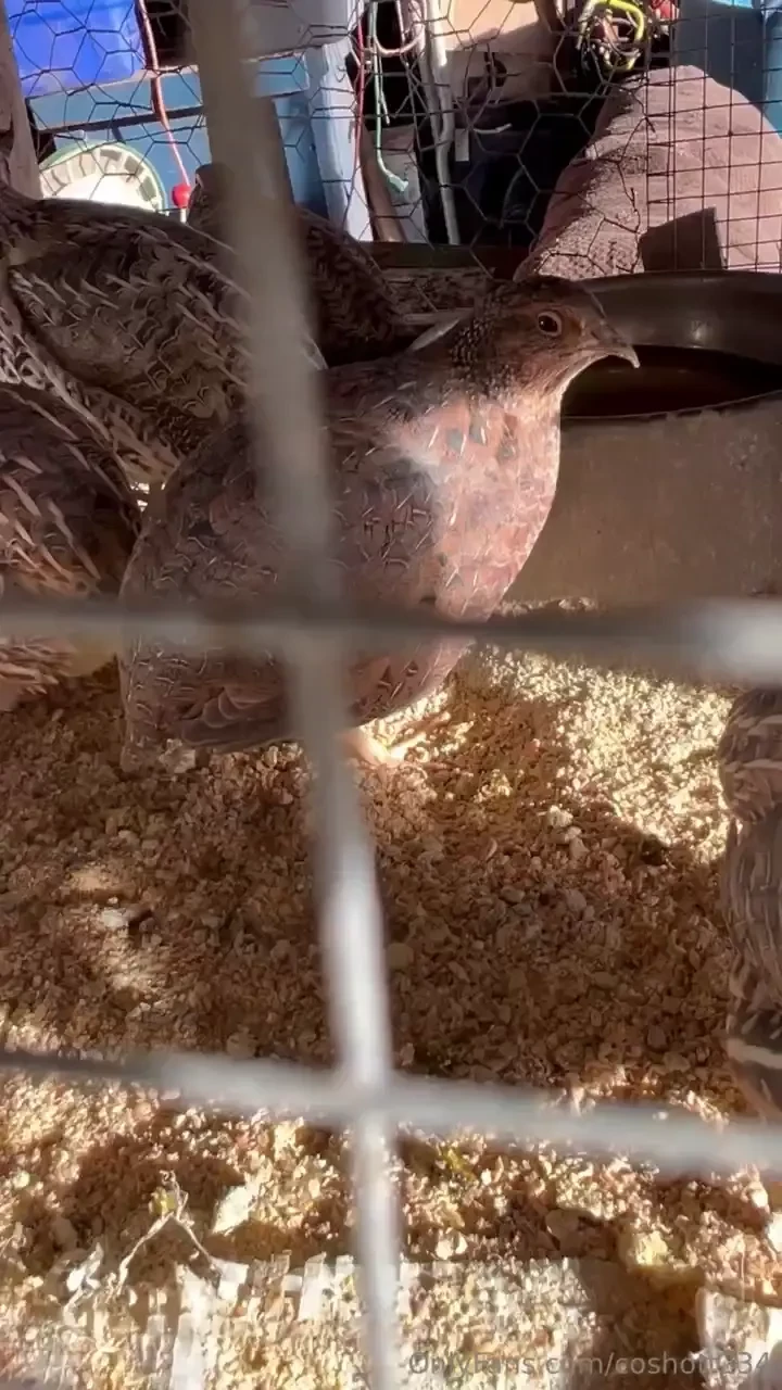 The quail are always fun to watch they like to watch you back it seems 