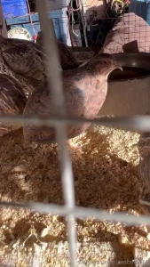 The quail are always fun to watch they like to watch you back it seems