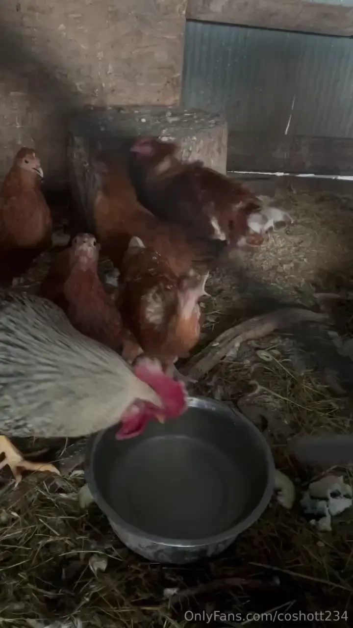 So my main rooster looks like his comb isn t going to make it through 