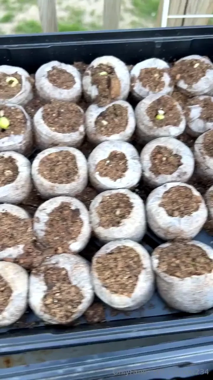 They are all sprouting so much i feel like they ve grown even more 