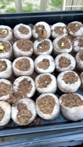 They are all sprouting so much i feel like they ve grown even more