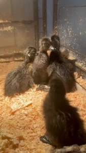 I had 5 ducklings hatch they are so cute they are all suppose to be