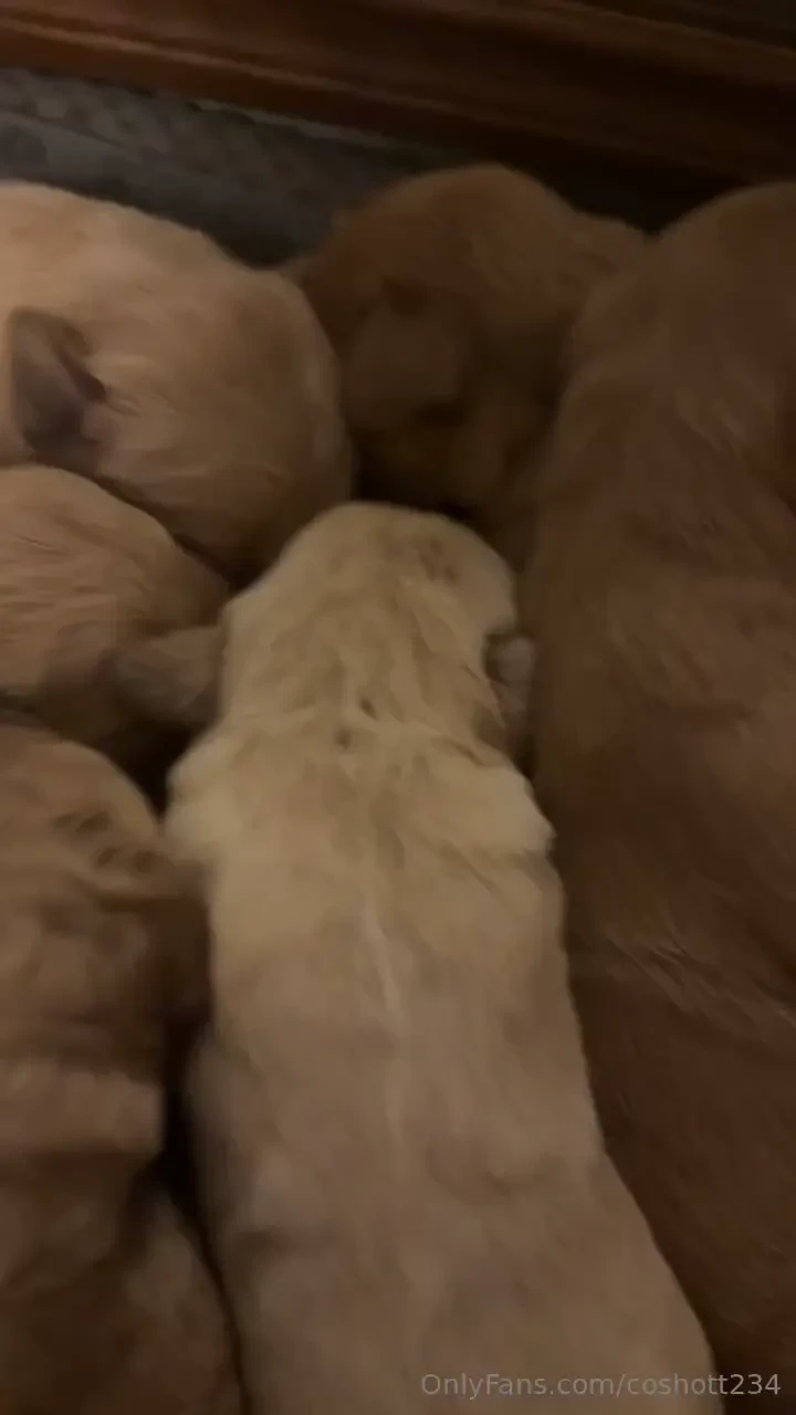 Enjoying my days with puppies they are so cute rue does most of the 