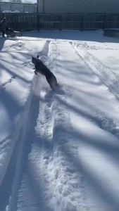 Lucky in kansas enjoying the snow with my family