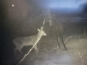I sure wish these fuckers would start coming out in the daylight part 1
