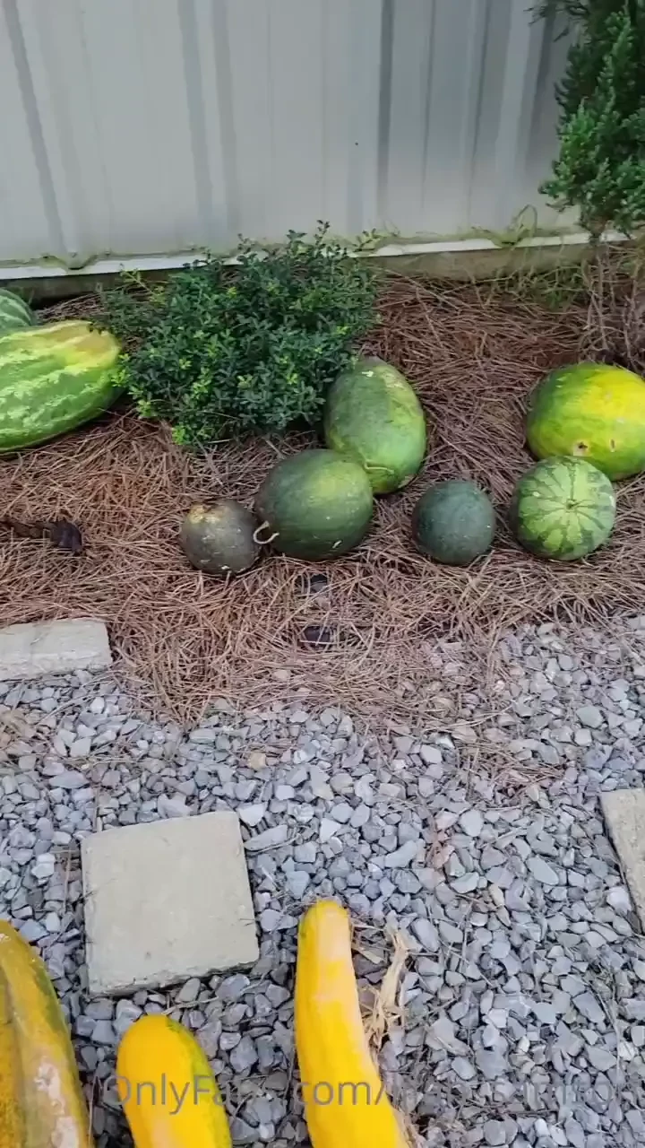 This is how we celebrate melon harvest season around here 