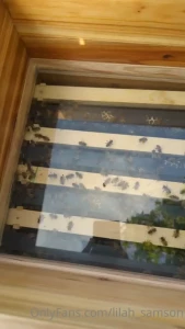 Got my first bees yesterday i m beyond excited ya ll i ve no idea what part 1