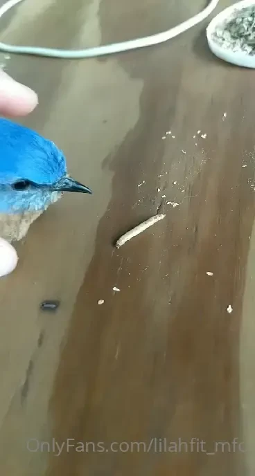 Found a bird and i love him 