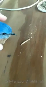 Found a bird and i love him