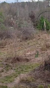 Shooting house 2 i have 3 on the farm right now and those two trees i part 1