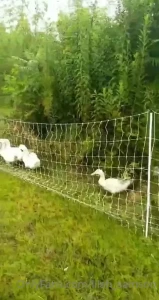 Time to process some organic farm raised meat chickens and ducks ya part 1
