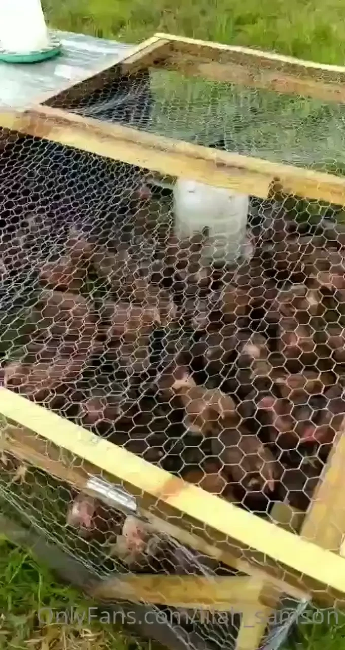 Time to process some organic farm raised meat chickens and ducks ya 