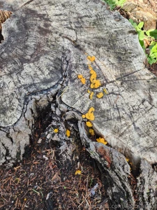 Good food dogs and happy days in nature part 4