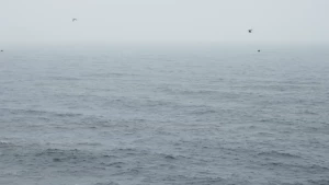 New movie with andyrodrigues filmed by alternativafv onlyfans com