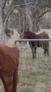 I just love horses have you ever just patted a horse until your hands