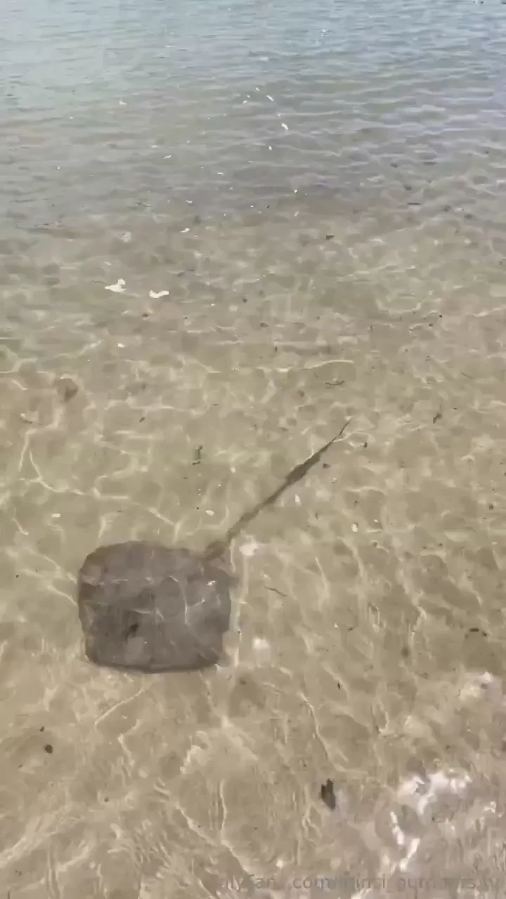 Would you be scared of a stingray at your feet i love them and 
