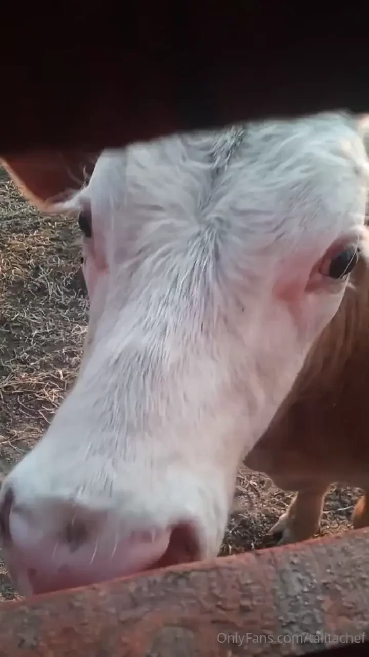Feliz luned para vos hoy desde la granja con la vaca y el toro 