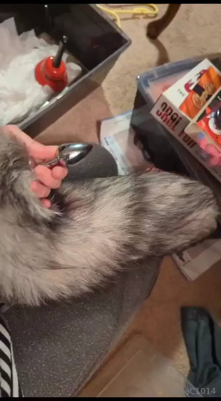 Want to watch me put it in buttplug raccoontail tailplug anal fun 
