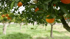 Recent weekend spent at an orange orchard in southern portugal not