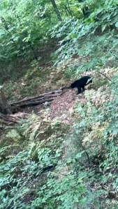 Nh bear hunting part 1