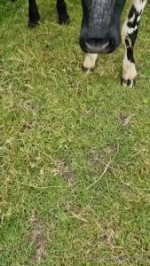 Cum for a walk with me part 2